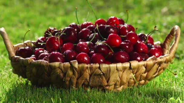 Cerejas frescas, maduras e suculentas giram. Cereja vermelha no sentido horário — Vídeo de Stock