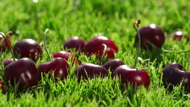 Rote Beeren reife Kirschen liegen grün im Gras — Stockvideo