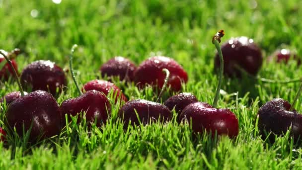 Красные ягоды спелые вишни лежат на зеленой траве — стоковое видео