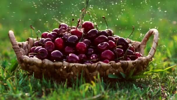 緑の草の上に立ってのバスケットに赤い桜の果実を流水で洗浄をクローズ アップ — ストック動画
