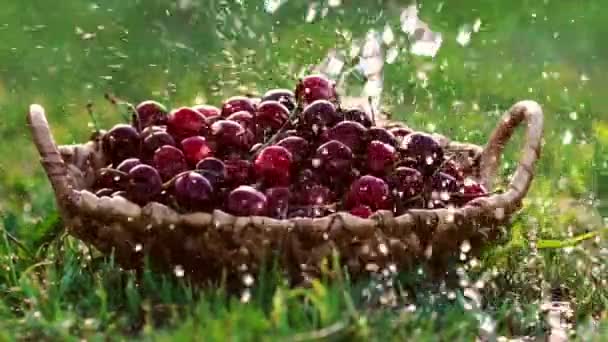 Detailní mytí pod tekoucí vodou červený třešňový plody v koších stojící na zelené trávě — Stock video