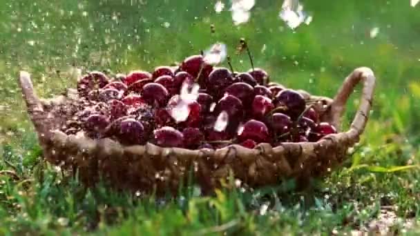 Primo piano lavare sotto l'acqua corrente bacche di ciliegia rossa in cestini in piedi su erba verde — Video Stock