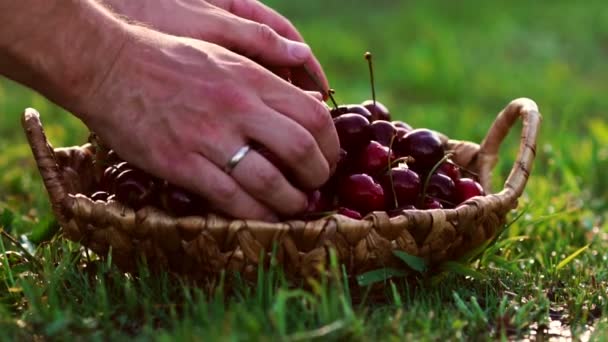 Il primo piano di bacche di ciliegia rosse prende una mano da un cesto che sta sull'erba verde — Video Stock
