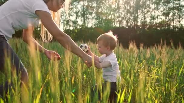 Un niño pequeño entra en un campo con orejas en la luz del atardecer para encontrarse con su madre — Vídeo de stock