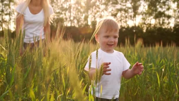 Niño con camisa blanca caminando en un campo directamente en la cámara y sonriendo en un campo de espigas — Vídeos de Stock