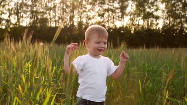 Niño con camisa blanca caminando en un campo directamente en la cámara y sonriendo en un campo de espigas — Vídeos de Stock