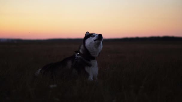 Siberische husky met blauwe ogen en grijs witte haren zit op het gras en in de verte kijkt bij zonsondergang — Stockvideo