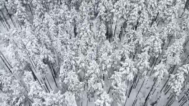 Flygflygning över frusen snöig granskog — Stockvideo