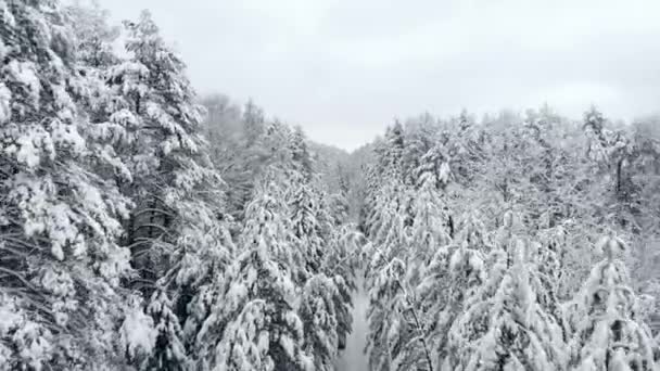 공중 카메라는 약간 높은 눈 정면에 삼 남 소나무 숲에 난다. 찬 온도 겨울 시즌 — 비디오