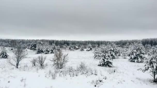 Flygande kameran vinter landskap träd i snö kamera på låg höjd — Stockvideo