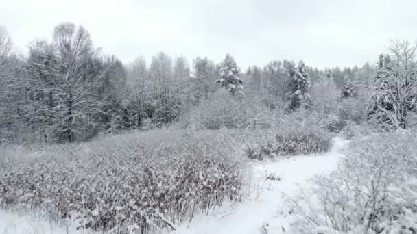 Câmera aérea de árvores de paisagem de inverno em câmera de neve a baixa altitude — Vídeo de Stock