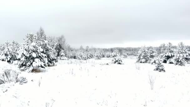 Vinter säsongen snötäckta bergskog antenn skott hisnande naturlandskap, fryst skogen och mörkt berg — Stockvideo
