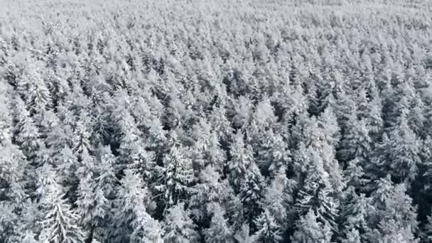 Inverno temporada nevado montanha floresta aérea tiro de tirar o fôlego paisagem natural, floresta congelada e rio de montanha escuro — Vídeo de Stock