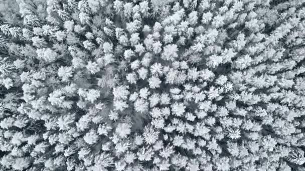 4K. Vol au-dessus de la forêt d'hiver au nord, vue aérienne. — Video