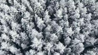 Havadan görünümü: kış orman. Kış orman görünümünde karlı ağaç dal. Kış manzarası, orman, frost, kar ile kaplı ağaçlar