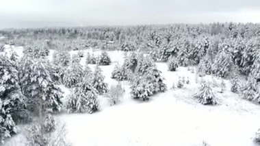 kış orman hava anket