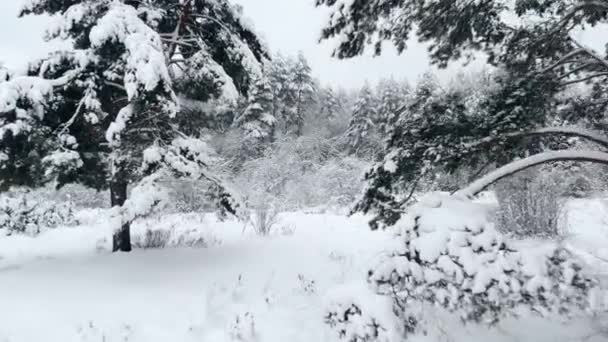 Luchtfoto enquête van winter forest — Stockvideo