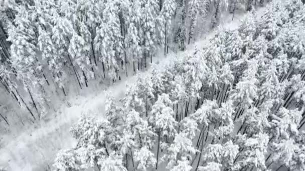 Vista aérea: bosque de invierno. Rama de árboles nevados en una vista del bosque de invierno. Paisaje invernal, bosque, árboles cubiertos de heladas, nieve . — Vídeo de stock