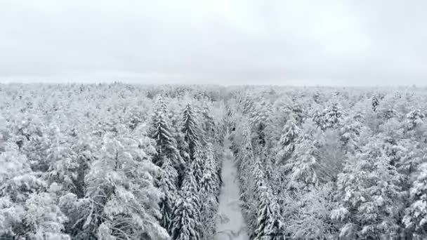 Luftaufnahme des Winterwaldes — Stockvideo