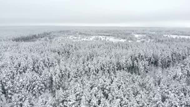 Вид сверху на зимний лес. Аэросъемка . — стоковое видео