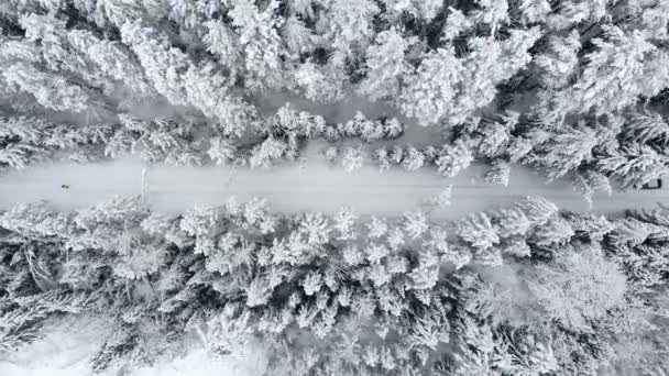 Aerial view: winter forest. Snowy tree branch in a view of the winter forest. Winter landscape, forest, trees covered with frost, snow. — Stock Video