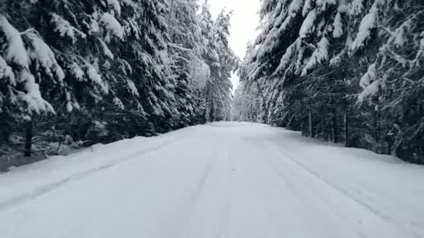 冬の森のトップビュー。航空測量. — ストック動画