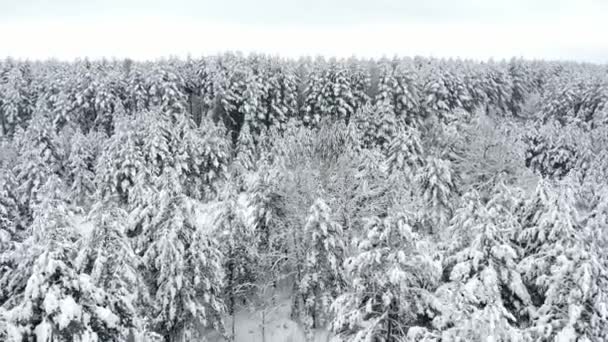 Blick von oben auf den Winterwald. Luftaufnahme. — Stockvideo
