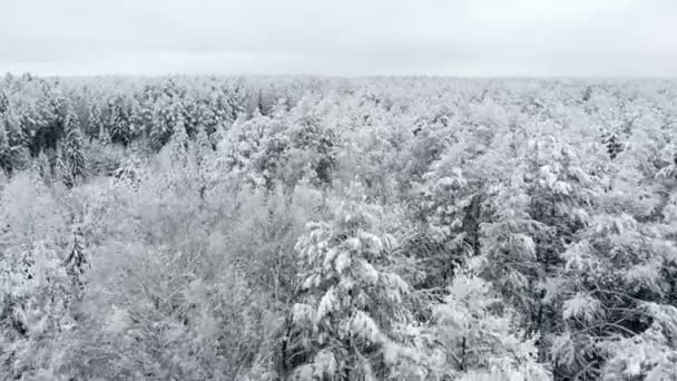 Vista superior del bosque de invierno. Encuesta aérea . — Vídeos de Stock