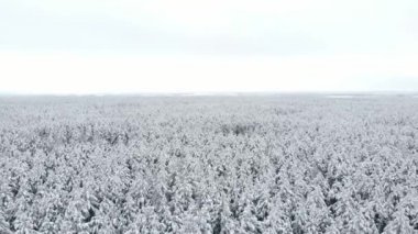 Kış ormanının en üst manzarası. Hava İncelemesi.