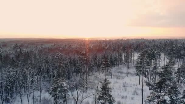 Bil Rider av vägen i snötäckta skogen. Footage. Strålar i morgonsolen. Flygfoto. Flygfoto över en snöig skog med höga tallar och väg med en bil på vintern. Ovanifrån av vinterväg — Stockvideo