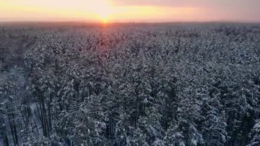 Bir kış orman hava fotoğrafı. Güneş'in karlı ormanlar üzerinde uçan turuncu beyaz ağaçların üzerinden ayarlar. Soğuk sabah. Kış manzarası