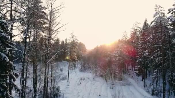 冬の森の空中飛行。太陽の雪に覆われた森林上空白木オレンジを設定します — ストック動画