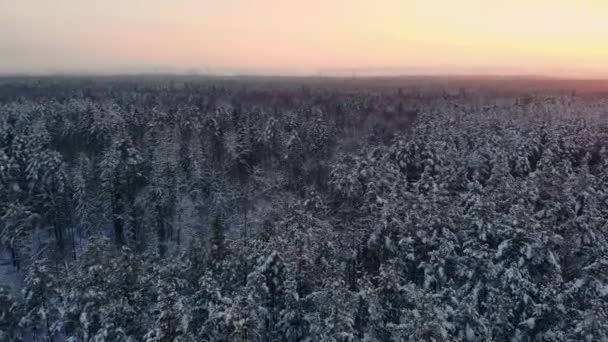 Drone video van bos in Fins Lapland, boven de poolcirkel in de winter — Stockvideo