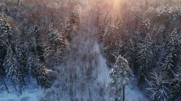 Photo aérienne d'une forêt d'hiver. survolant les forêts enneigées du soleil se couche orange sur les arbres blancs. Un matin glacial. Paysage hivernal — Video
