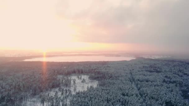 AERIAL CLOSE UP Пролетает над замерзшими деревьями в заснеженном смешанном лесу на рассвете. Золотое солнце встает за ледяным смешанным лесом, завернутым в утренний туман и снег в холодную зиму. Потрясающий зимний пейзаж — стоковое видео