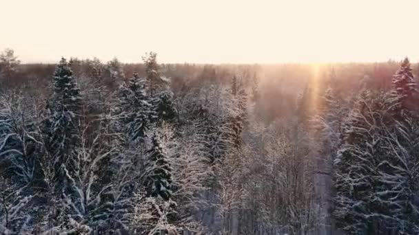 Hó hullott. téli csodaország. hó, havas. naplemente alkonyatkor napsütés. erdei fák erdők jellege. lassú mozgás. téli háttér. romantikus Csodaországban. gyönyörű környezetben — Stock videók