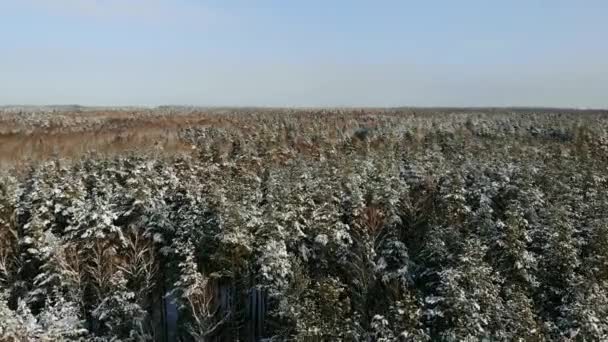 Antenn: Flyga ovanför den bil som kör genom snöiga skogen på gyllene vinter soluppgång. Personer på vintern roadtrip reser över snö täckte Lapplands vildmark vid solnedgången. Bil som kör på tom isig väg — Stockvideo