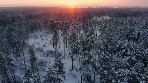 Neve che cade. paese delle meraviglie invernale. Nevica nevosa. tramonto sole crepuscolo. alberi della foresta boschi natura. Al rallentatore. sfondo invernale. Paese delle meraviglie romantico. bellissimo ambiente — Video Stock