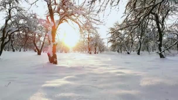 Hava: karlı orman altın kış güneş doğarken araba araba yukarıda uçan. Kişi yolculuğa kar seyahat kış Lapland vahşi günbatımında kapalı. Boş buzlu yolda araba araba — Stok video