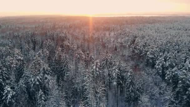 Kar düşüyor. Kış harikalar diyarı. kar kar yağışı. alacakaranlıkta günbatımı güneş ışığı. Orman ağaçları ormanda doğa. ağır çekim. Kış arka plan. romantik harikalar. güzel çevre — Stok video