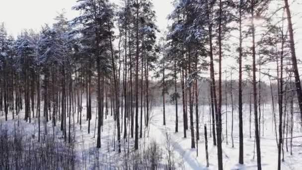 Nieve Cayendo País Las Maravillas Nevando Nevado Atardecer Amanecer Sol — Vídeos de Stock