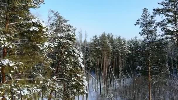 Antenn: Flyga ovanför den bil som kör genom snöiga skogen på gyllene vinter soluppgång. Personer på vintern roadtrip reser över snö täckte Lapplands vildmark vid solnedgången. Bil som kör på tom isig väg — Stockvideo