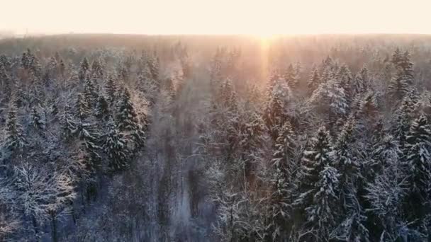 Schnee fällt. Winterwunderland. Schneebedeckt. Sonnenuntergang Abendsonne. Wald Bäume Wälder Natur. Zeitlupe. Winterhintergrund. romantisches Wunderland. schöne Umgebung — Stockvideo