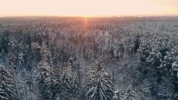 Vista aérea de las colinas del bosque durante el atardecer de invierno. Coronas de árboles de coníferas están iluminadas por un sol poniente brillante . — Vídeo de stock