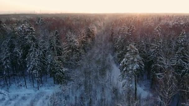 冬の日没時に森林丘の上からの眺め.針葉樹の木の王冠は明るい太陽の光でライトアップされて. — ストック動画