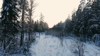 forest Hills kış günbatımı sırasında havadan görünümü. iğne yapraklı ağaçların kron bir parlak batan güneşin ışıklı olmasıdır.