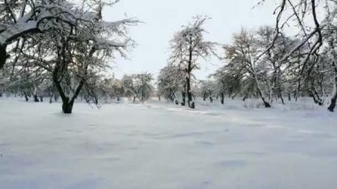 forest Hills kış günbatımı sırasında havadan görünümü. iğne yapraklı ağaçların kron bir parlak batan güneşin ışıklı olmasıdır.