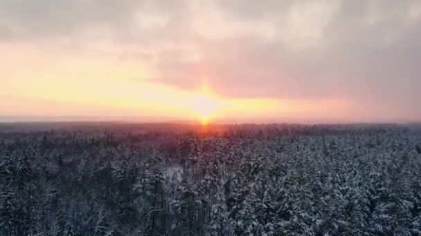 Vista aérea sobre as colinas da floresta durante o pôr do sol de inverno. Coroas de coníferas são iluminadas por um sol brilhante . — Vídeo de Stock