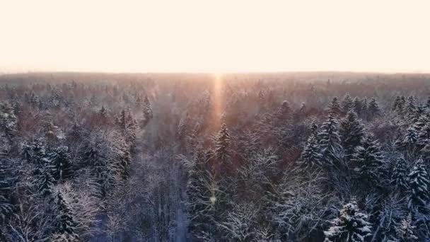 Volo aereo di una foresta invernale. sorvolando le foreste innevate del sole tramonta arancione sugli alberi bianchi — Video Stock