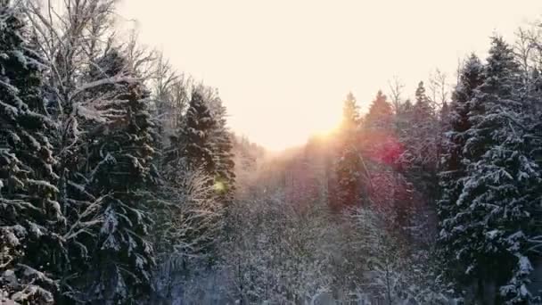 라플란드 핀란드에 중간에 아름 다운 눈 덮인 나무 사이 비행의 항공 영상. — 비디오